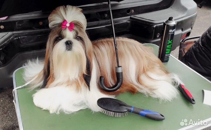 Ши-тцу щенки