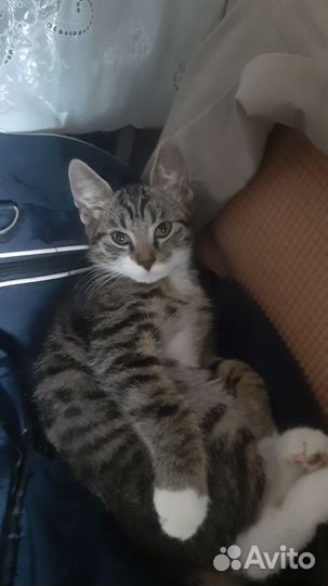 Котики бесплатно в добрые руки