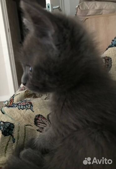 Котенок ищет дом