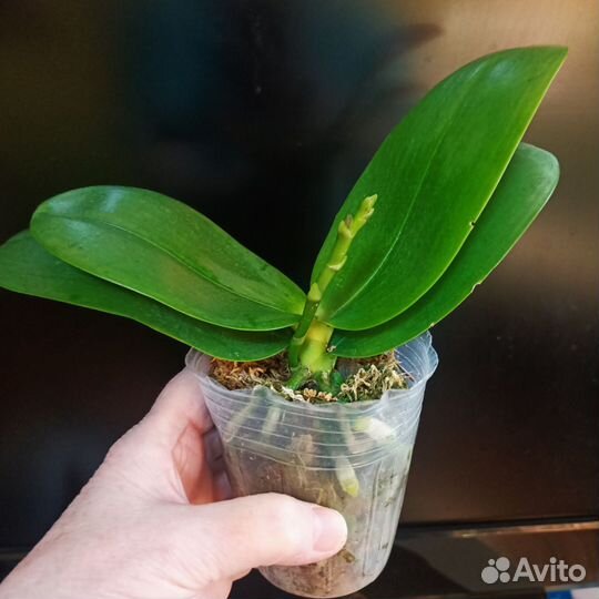 Орхидея фаленопсис 