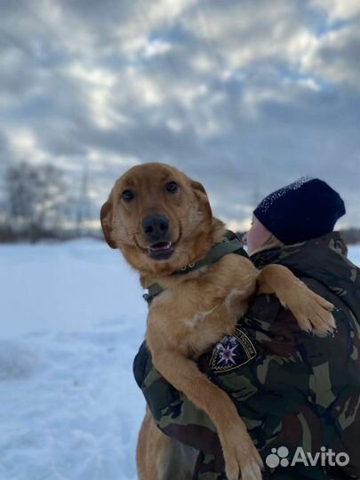 Баффи,около 3х лет