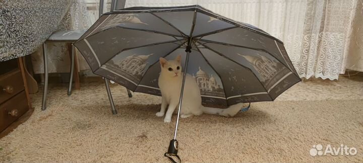 Отдам котика