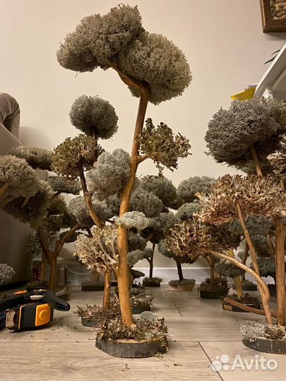 Дерево бонсай не требующие ухода