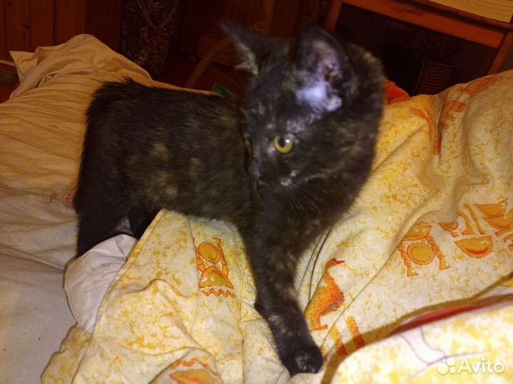 Котенок, кошечка в добрые руки