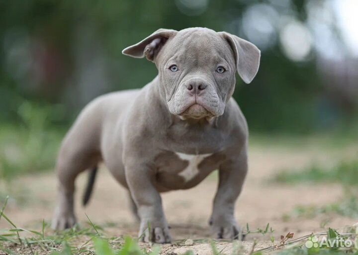 Амерриканский булли щенки