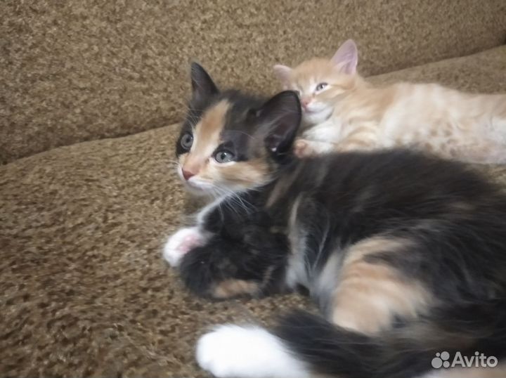 Кошка в дар