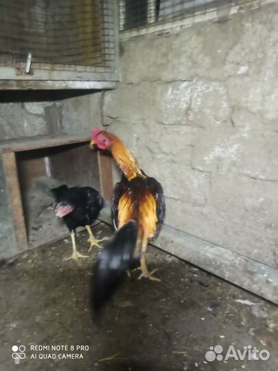 Бойцовая птица