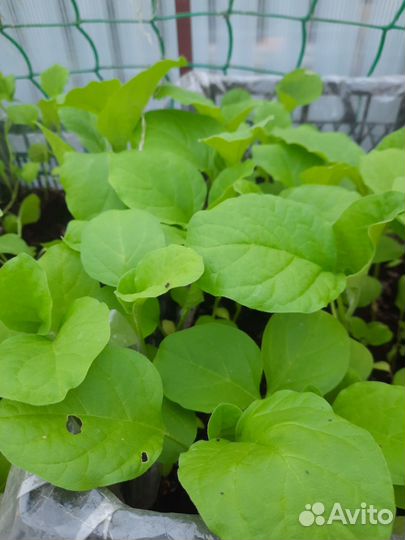 Рассада и цветы