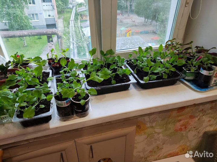 Рассада петунии