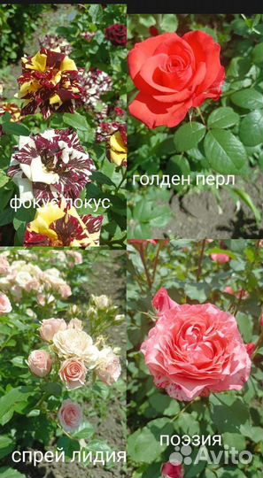 Все для сада и огорода