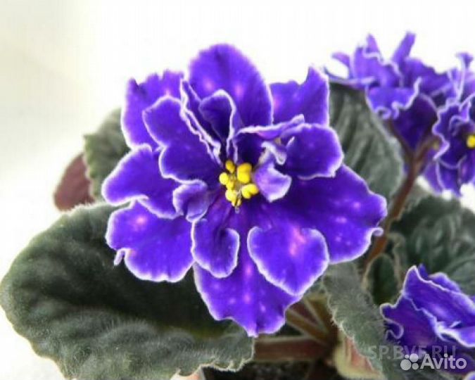 Детки сортовых фиалок