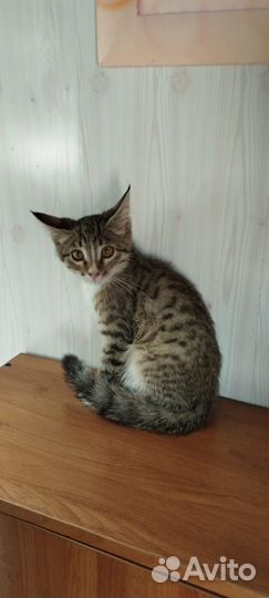 Котенок мальчик