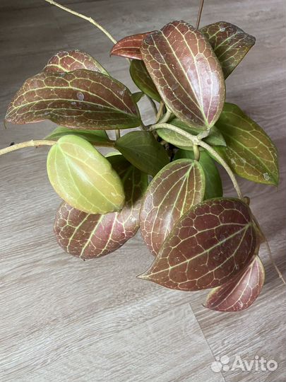 Хойя Hoya Yenyen seedling (ByPatcharawalai)