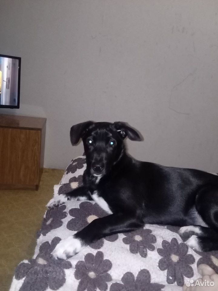 экзотическая кошка г. котята в мае волжск продаются. мягкие лапки челябинск. авито волжский животные. котят которые продают.