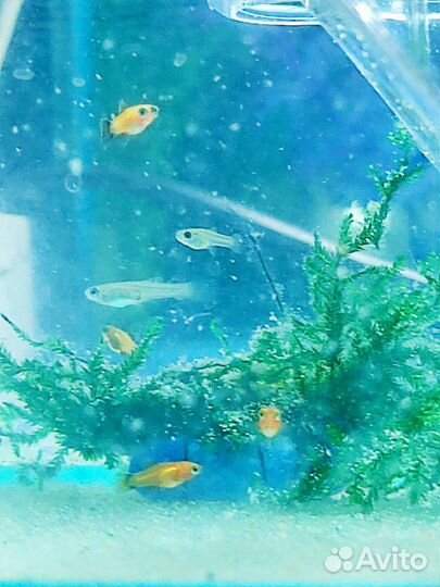 Аквариумные рыбки пецилия гуппи улитки физа