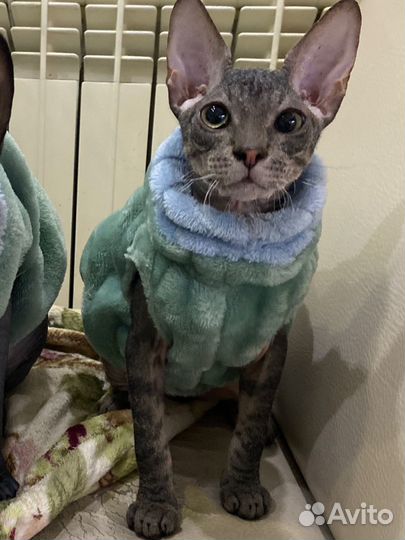 Одежда для собак и кошек