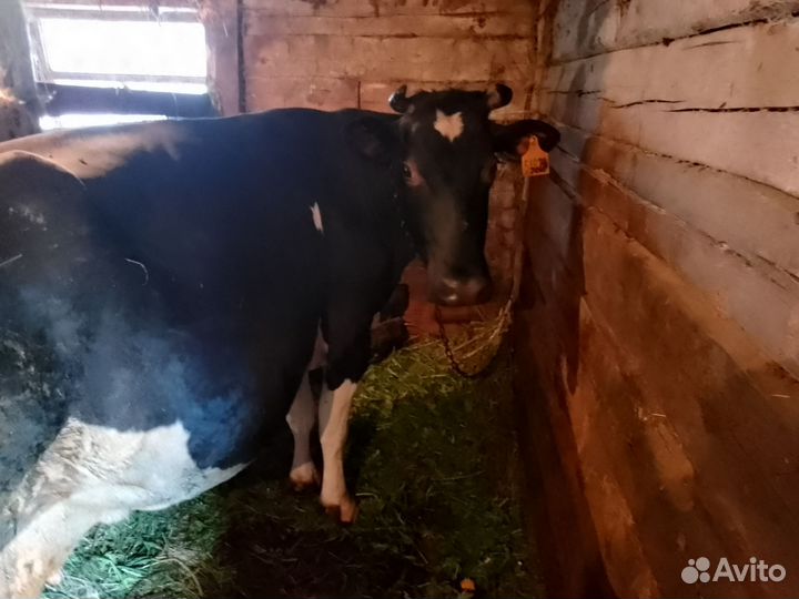 Корова дойная с теленком