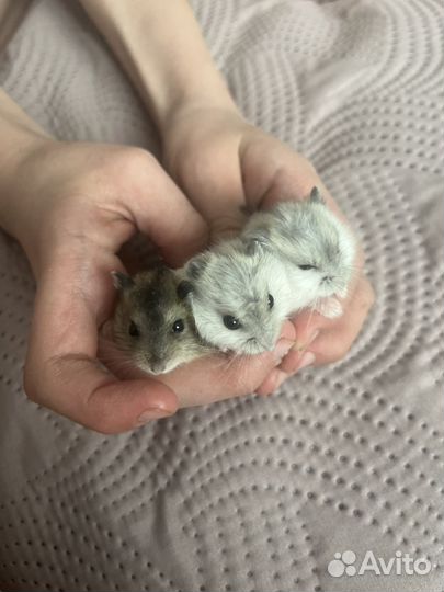 Джунгарский хомяк