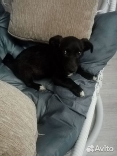 Щенок от маленькой собаки