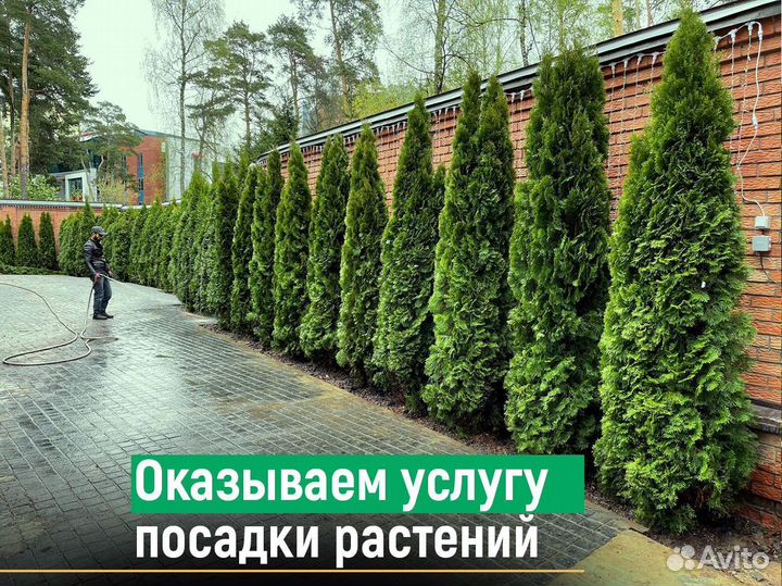 Туя брабант 1,2 м свежая копка 2023