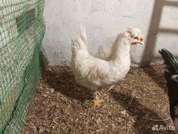 Петух Бентамка