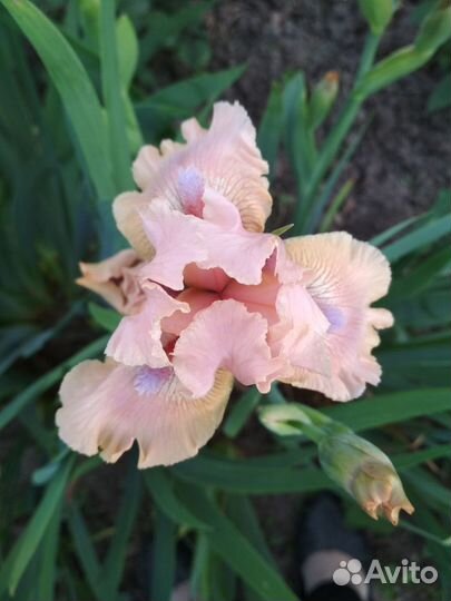 Карликовый ирис