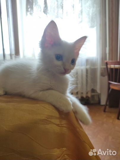 Котенок в добрые руки
