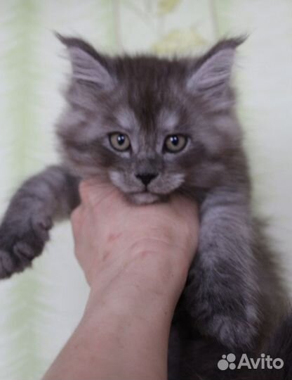 Мейн-кун мальчик