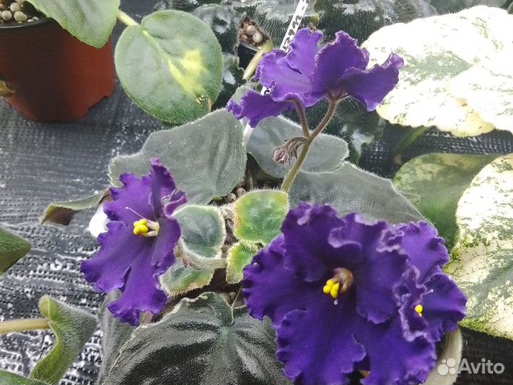 Фиалки стартеры цветущие