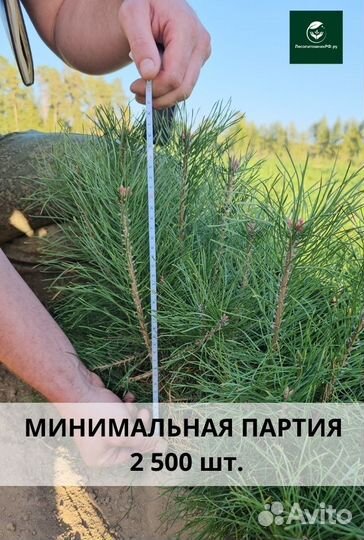 Сеянцы ели окс