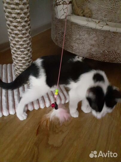 Котенок девочка бесплатно