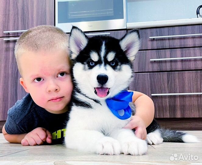 Сибирские Детки Хаски (мальчики и девочки)