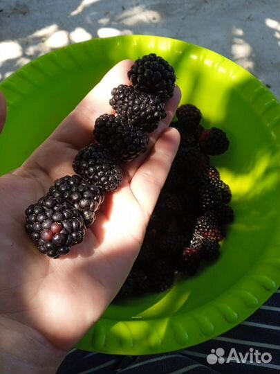 Саженцы плодовых деревьев