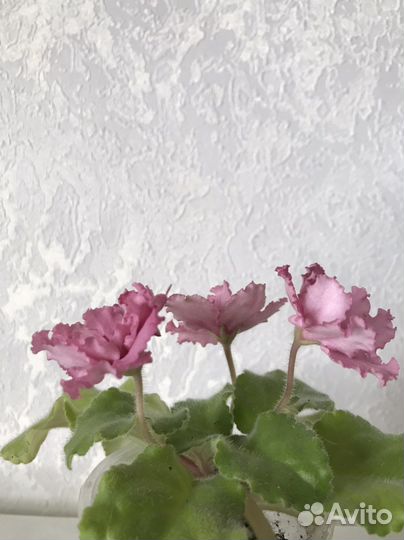 Фиалка сортовая