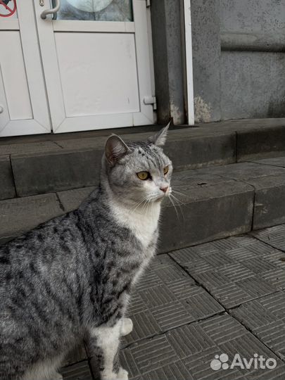 Кошка в добрые руки