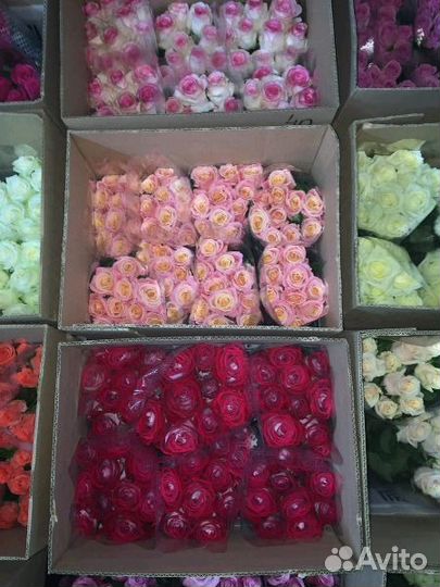 Цветы,розы оптом