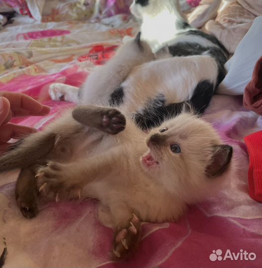 Котята в добрые руки