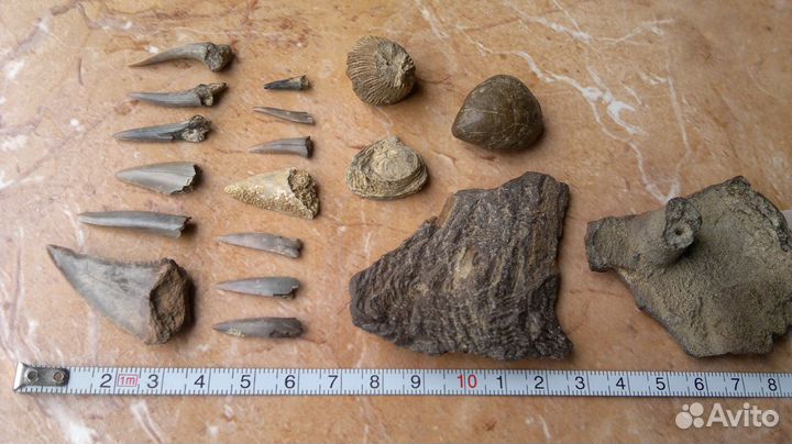 Окаменевшие зубы доисторической акулы