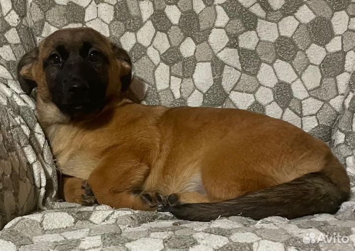 Щенок маленькой породы коротколапый