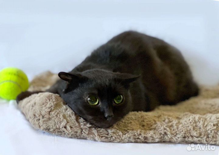 Черный кот в поисках дома