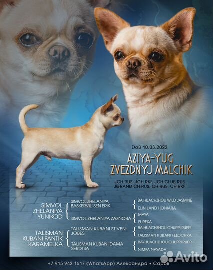 Вязка чихуахуа