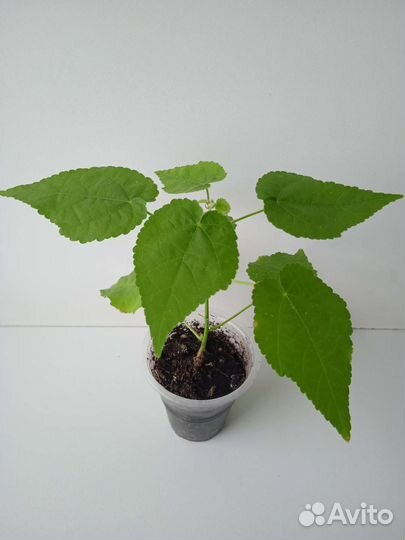 Абутилоны сортовые