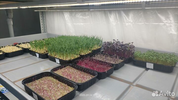 Установка гидропоника для микрозелени