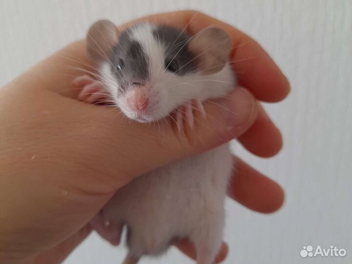 Крысята Дамбо ушастые с клеткой