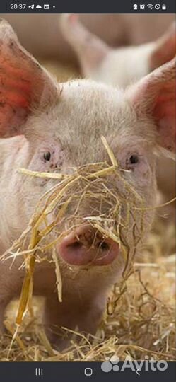 Мясо свинина домашняя