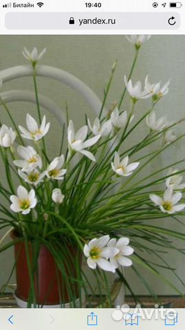 Зефирантес