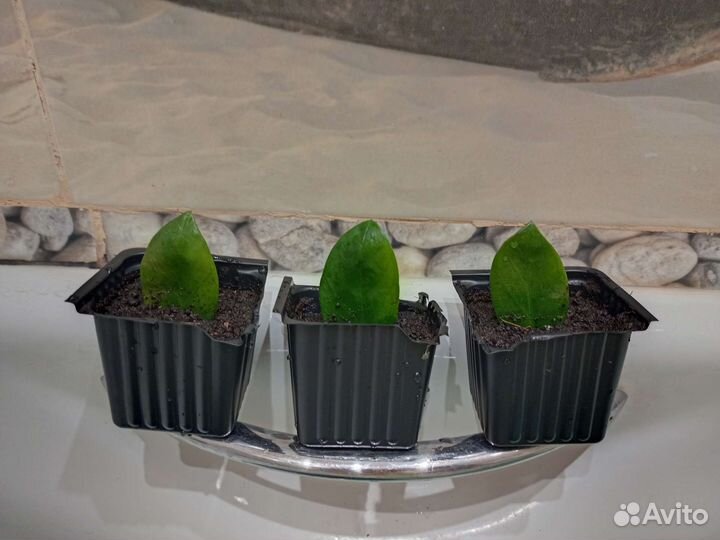 Замиокулькас