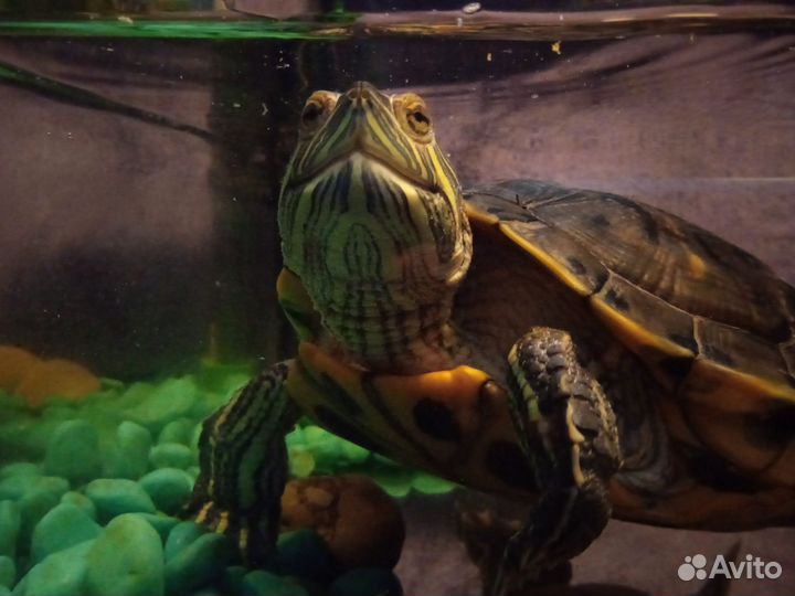 Красноухая черепаха