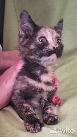 Мася в добрые руки