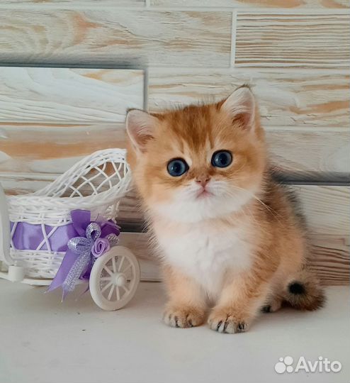 Британские котята